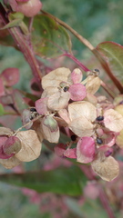 Atriplex hortensis