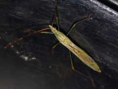Stenocoris filiformis