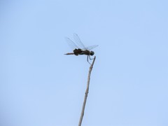 Tramea carolina