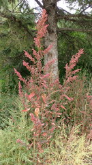 Atriplex hortensis