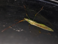 Stenocoris filiformis