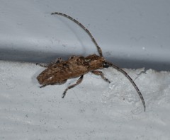 Ataxia crypta