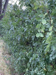 Caragana arborescens