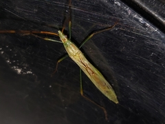 Stenocoris filiformis