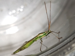 Stenocoris filiformis