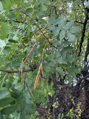 Caragana arborescens
