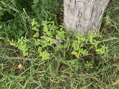 Campanula rapunculoides