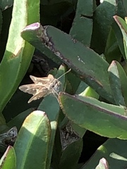 Panoquina errans