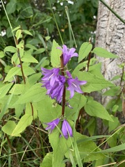 Campanula rapunculoides