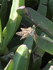 Panoquina errans