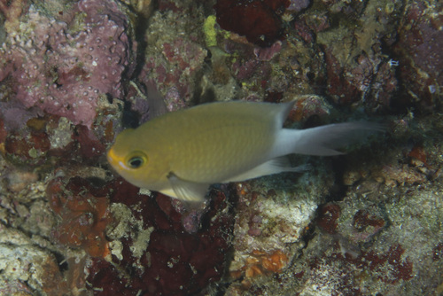 Ovate chromis (Chromis ovatiformes) — Pomacentridae — 5
