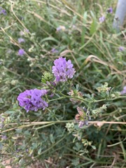 Medicago sativa