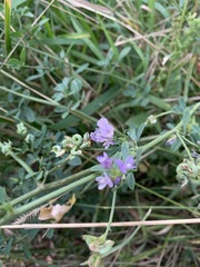Medicago sativa
