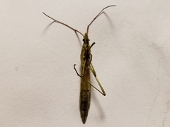 Stenocoris filiformis