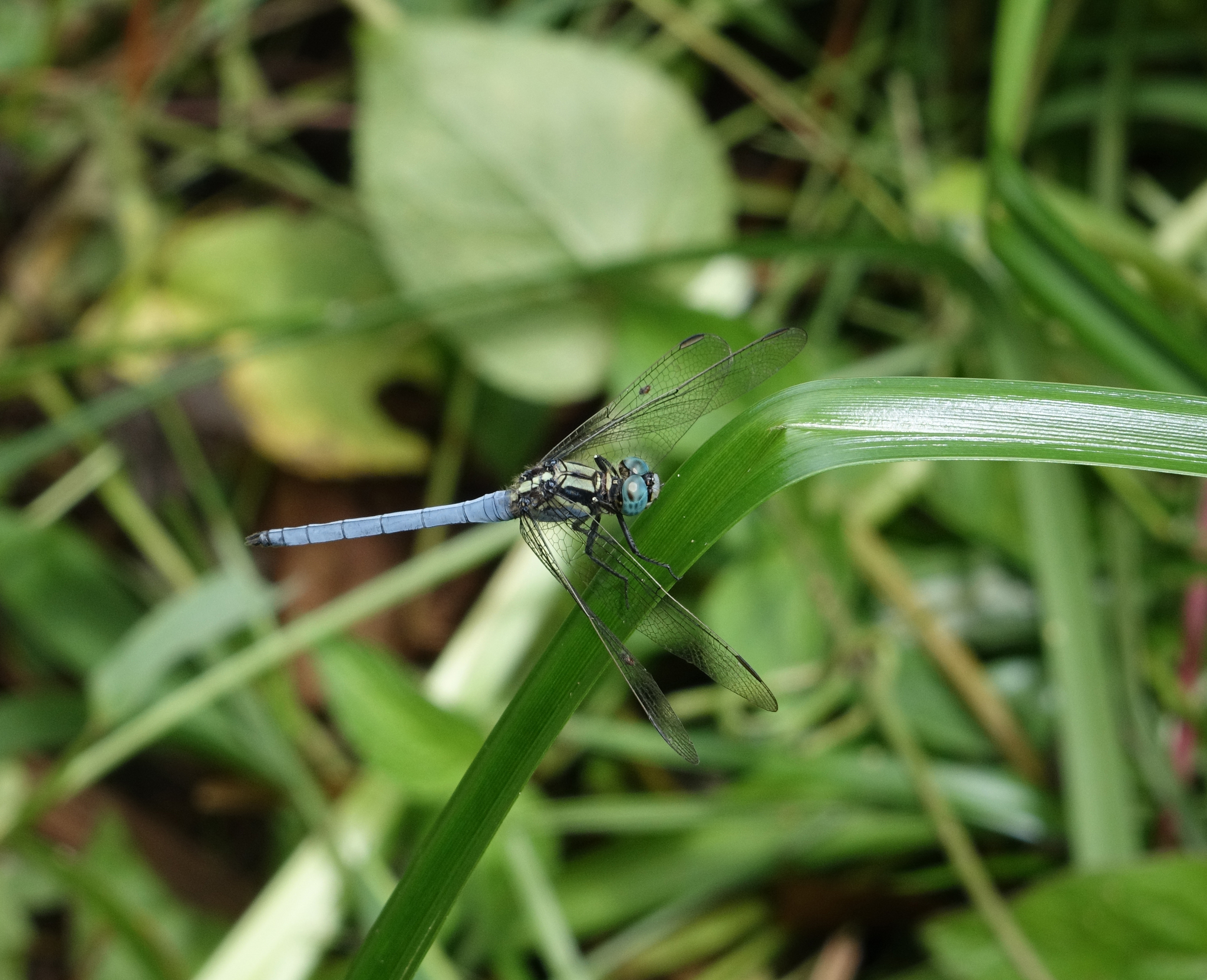 Marsh Skimmer