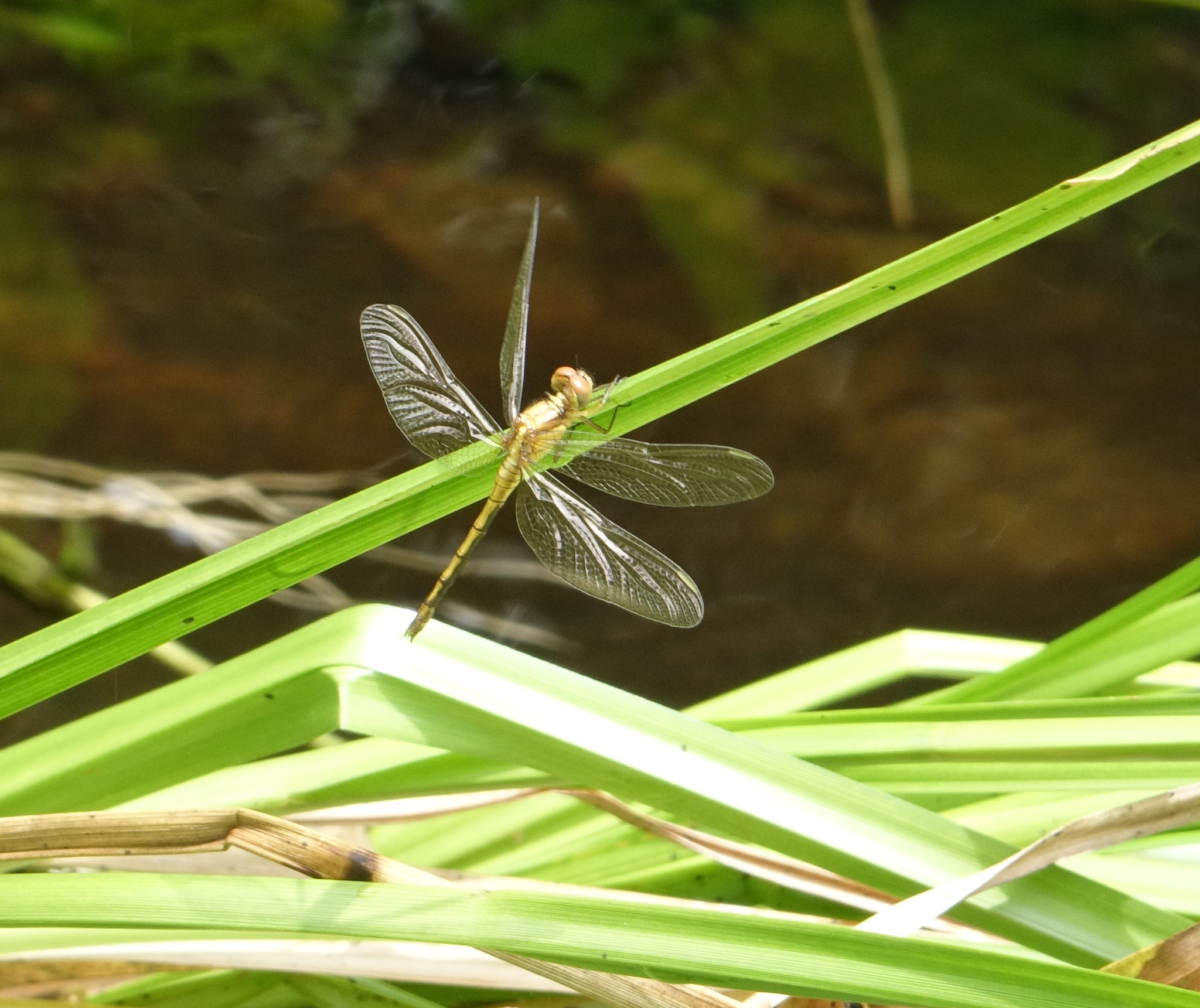Marsh Skimmer
