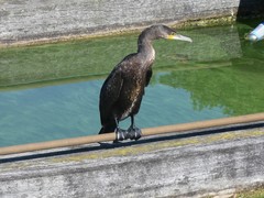 Phalacrocorax carbo