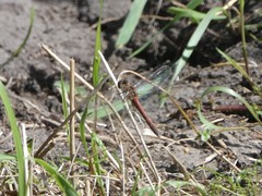 Sympetrum
