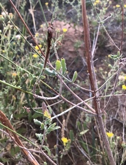 Oenothera cinerea cinerea