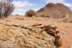 Pachydactylus rugosus