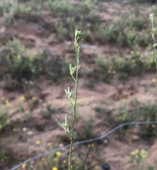 Oenothera cinerea cinerea