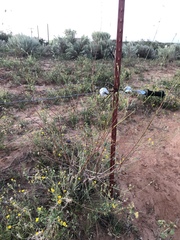 Oenothera cinerea cinerea