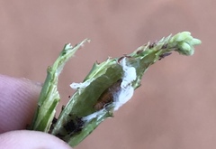 Mompha rufocristatella