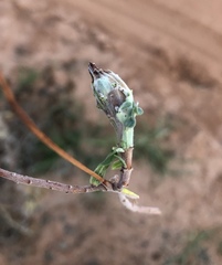 Mompha rufocristatella