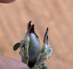 Mompha rufocristatella