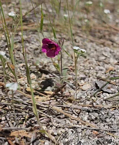 iNaturalist observation photo of Fremont's monkeyflower
