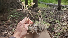 Antennaria rosea rosea