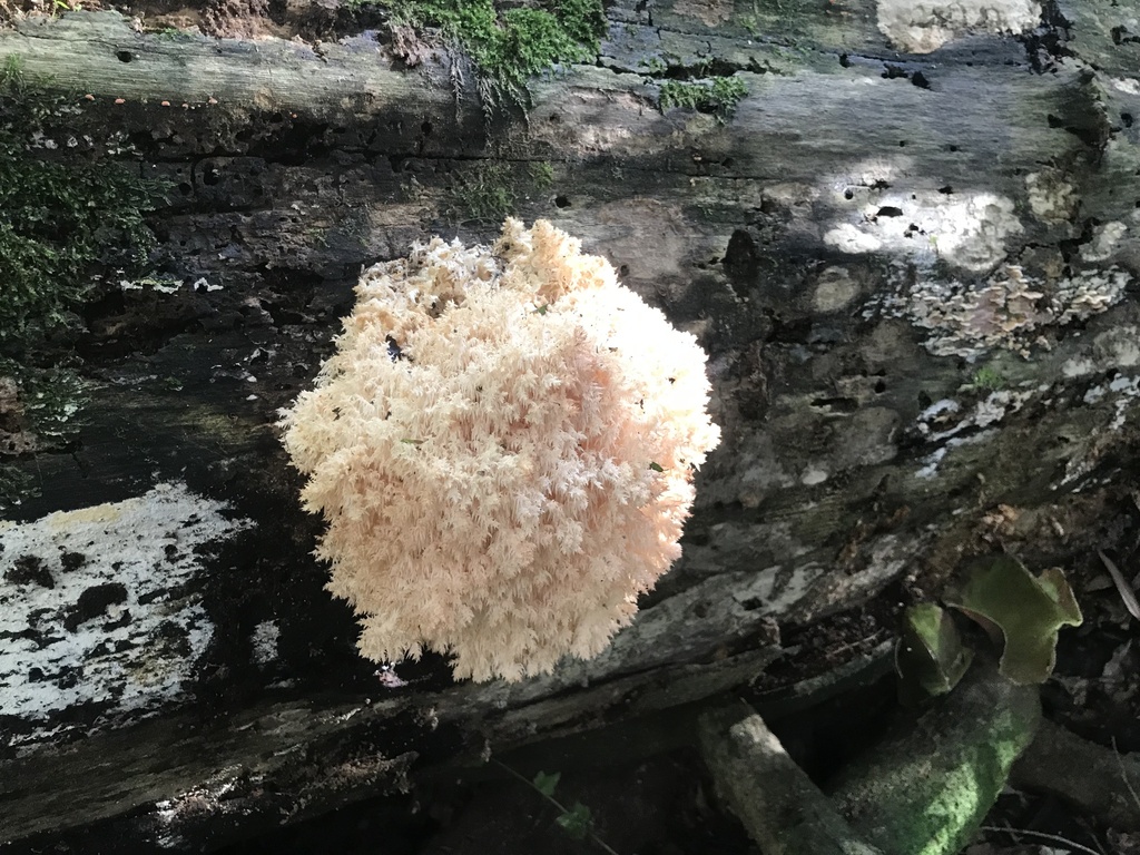 Hericium novae-zealandiae