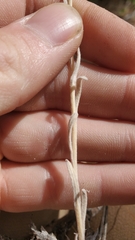 Antennaria rosea rosea