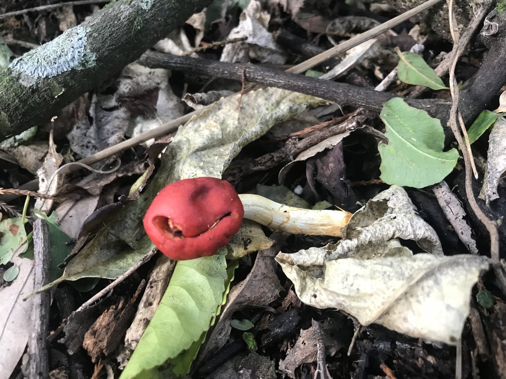 Leratiomyces erythrocephalus · June 2025 · photo: © stephen_hartley (iNaturalist, cc-by)