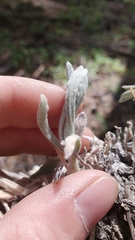 Antennaria rosea rosea
