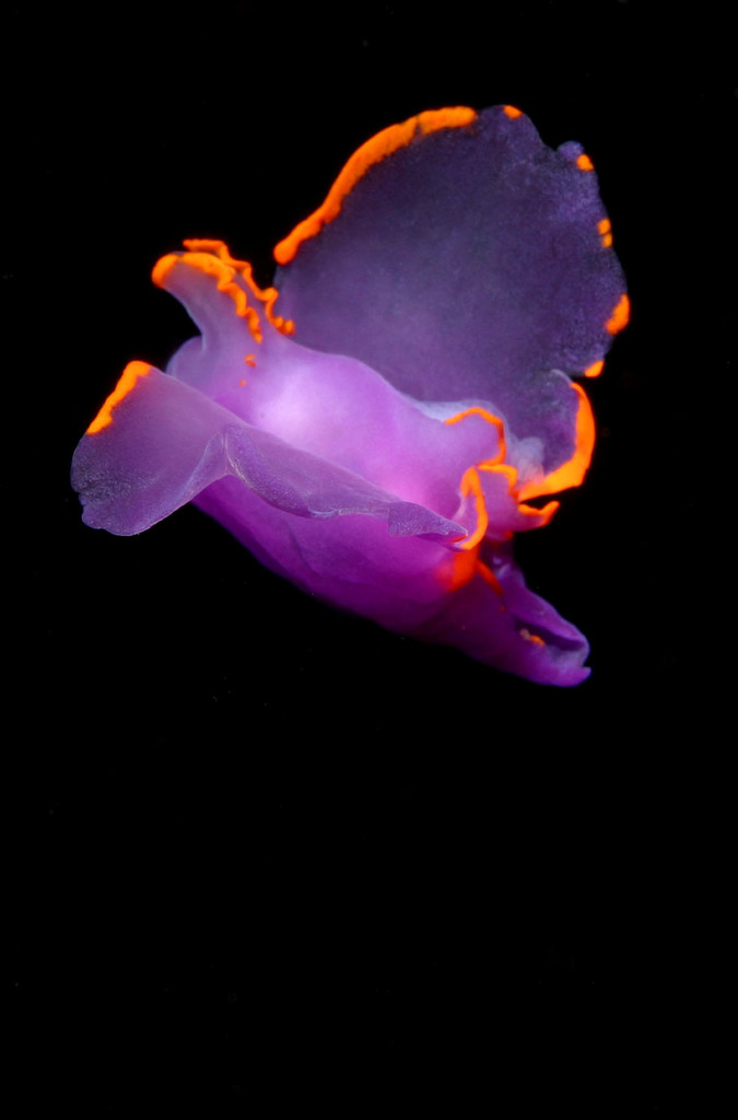 Sagaminopteron