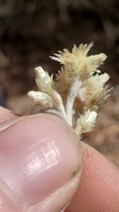 Antennaria rosea rosea