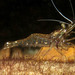 Glass Shrimps - Photo (c) ronigreer, some rights reserved (CC BY-NC), uploaded by ronigreer