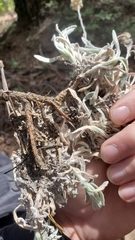Antennaria rosea rosea