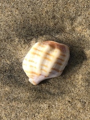 Cancellaria cooperii