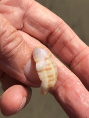 Cancellaria cooperii