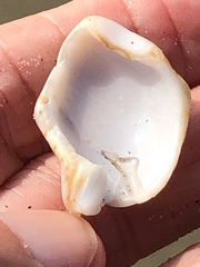 Cancellaria cooperii