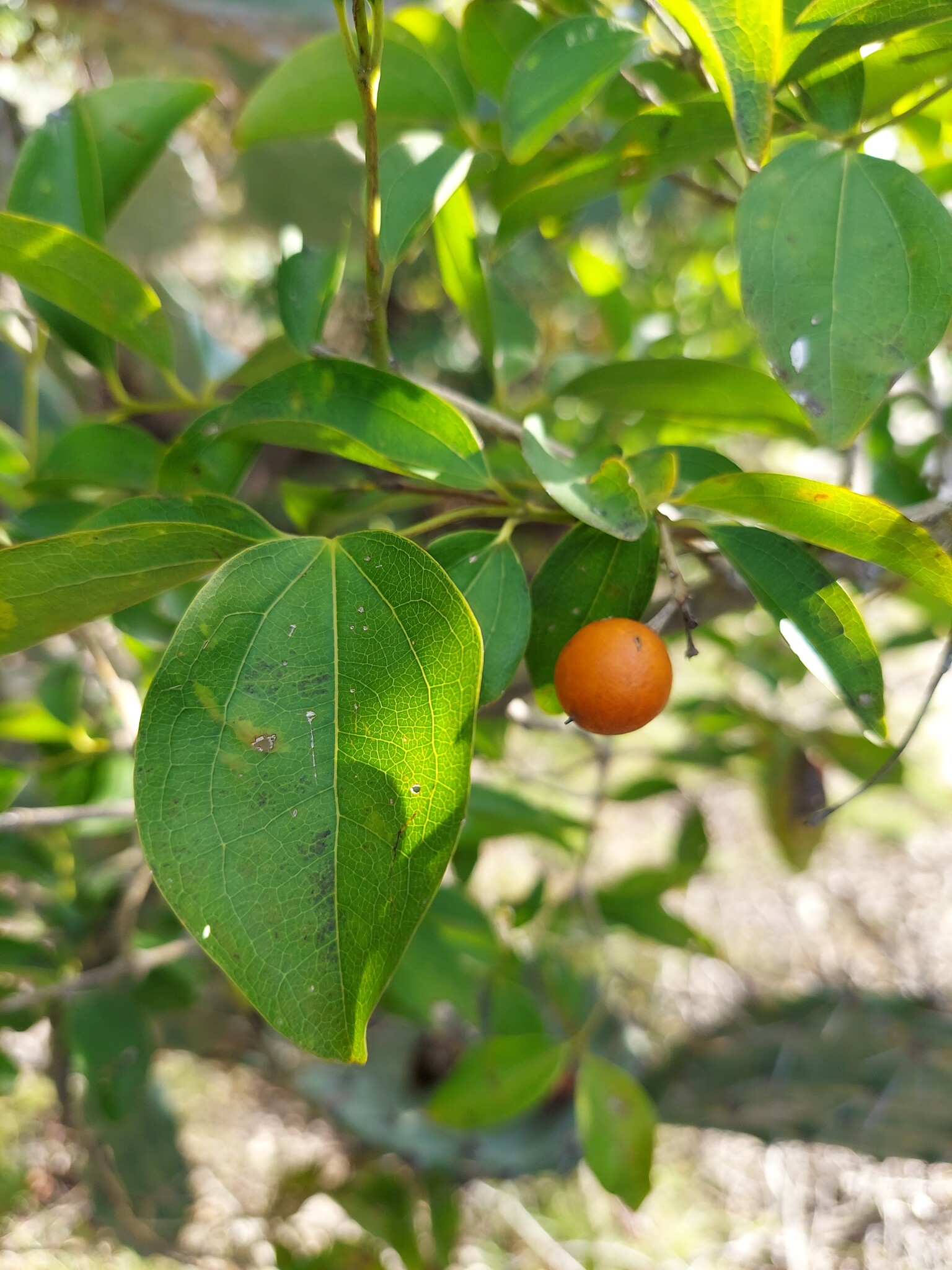 Strychnos lucida — ảnh 2