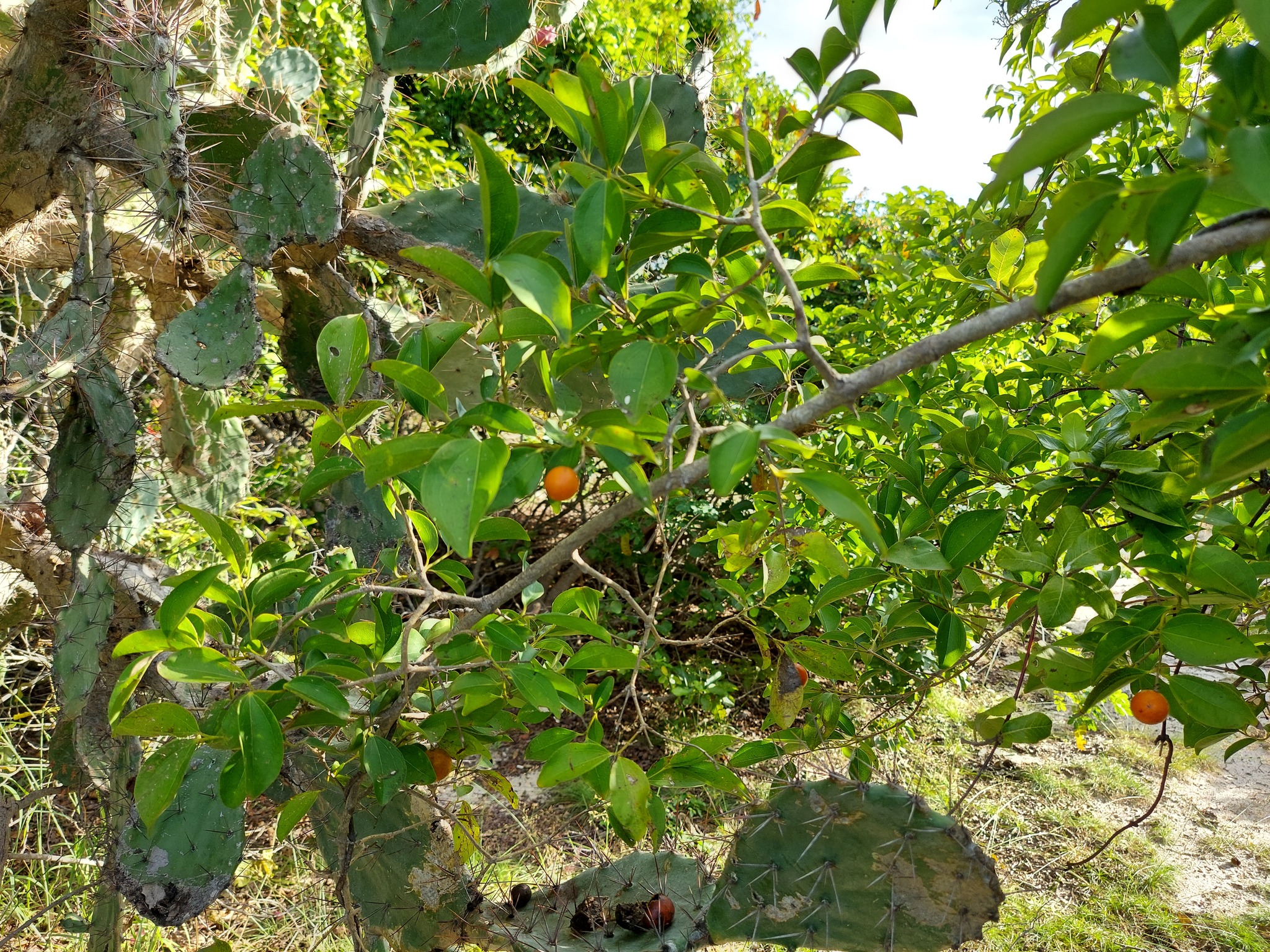 Strychnos lucida (Strychnos lucida)