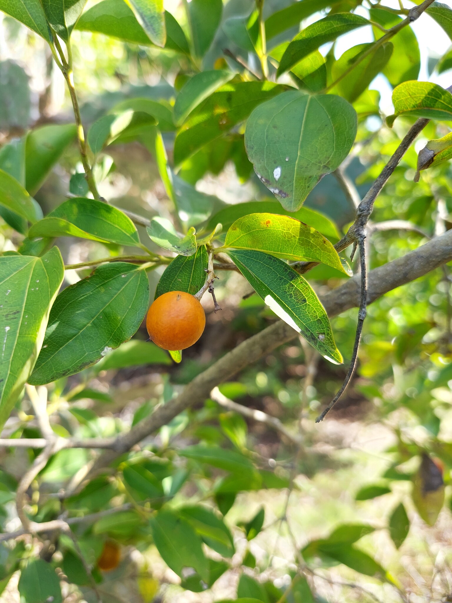 Strychnos lucida — ảnh 3