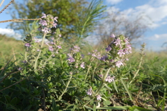 Thymus kosteleckyanus