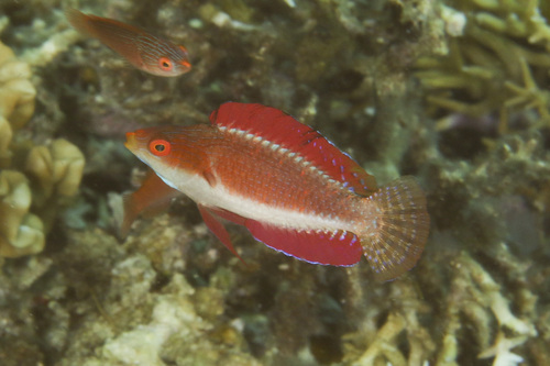 Redfin fairy wrasse (Cirrhilabrus rubripinnis) — Labridae — 4