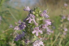 Thymus kosteleckyanus