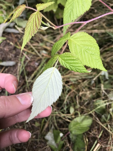 Paprastoji avietė nuotrauka
