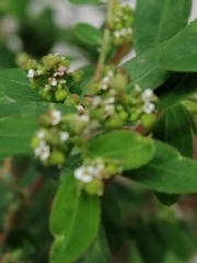 Euphorbia hypericifolia